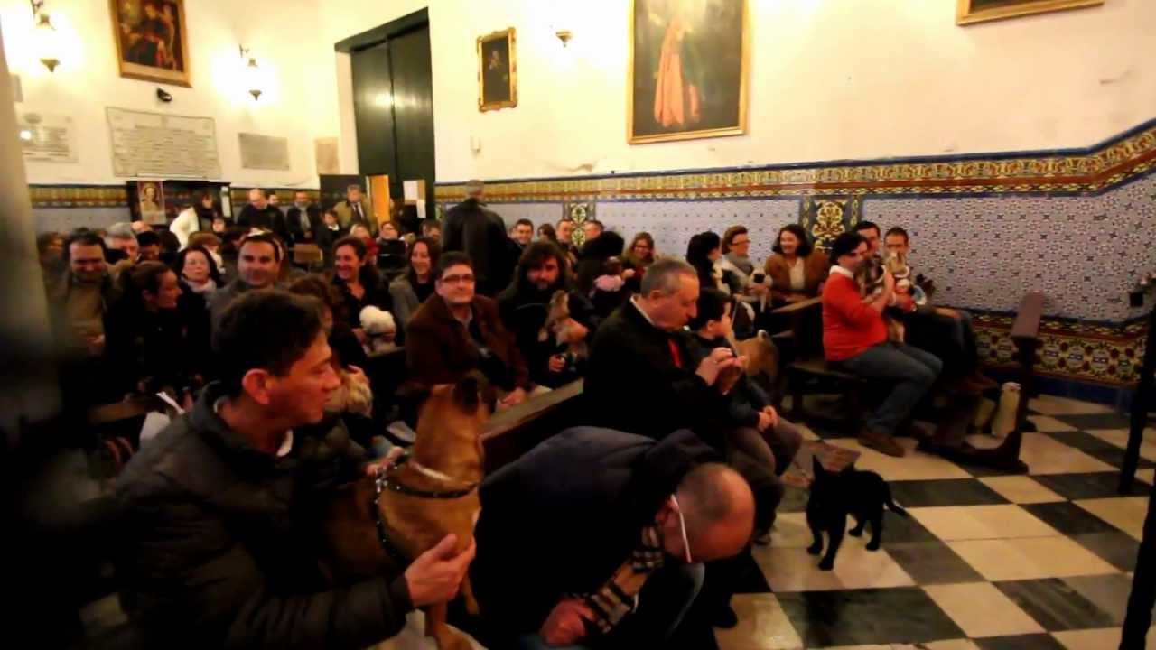 San Antonio Abad patrono de los animales - Bendición de mascotas en Sevilla 2013
