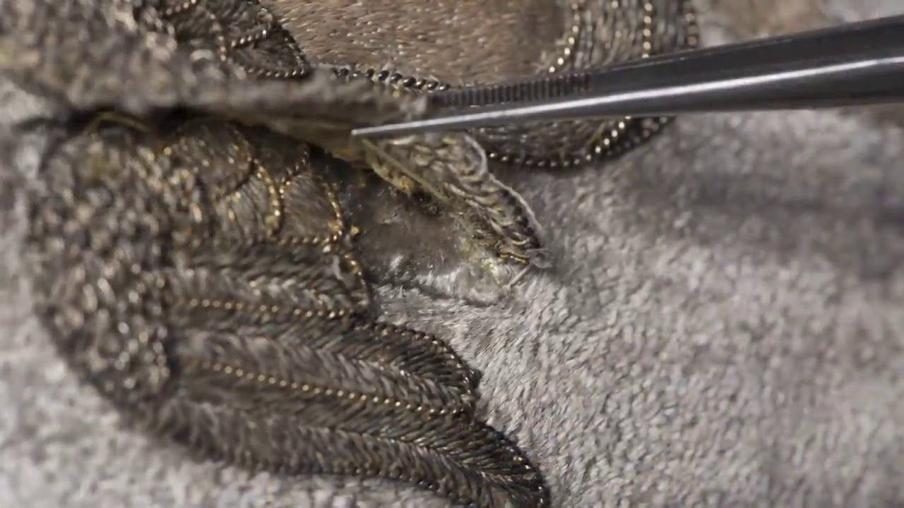 Vídeo del proyecto de conservación del 'Techo de palio del Buen Fin (Sevilla)' por el IAPH